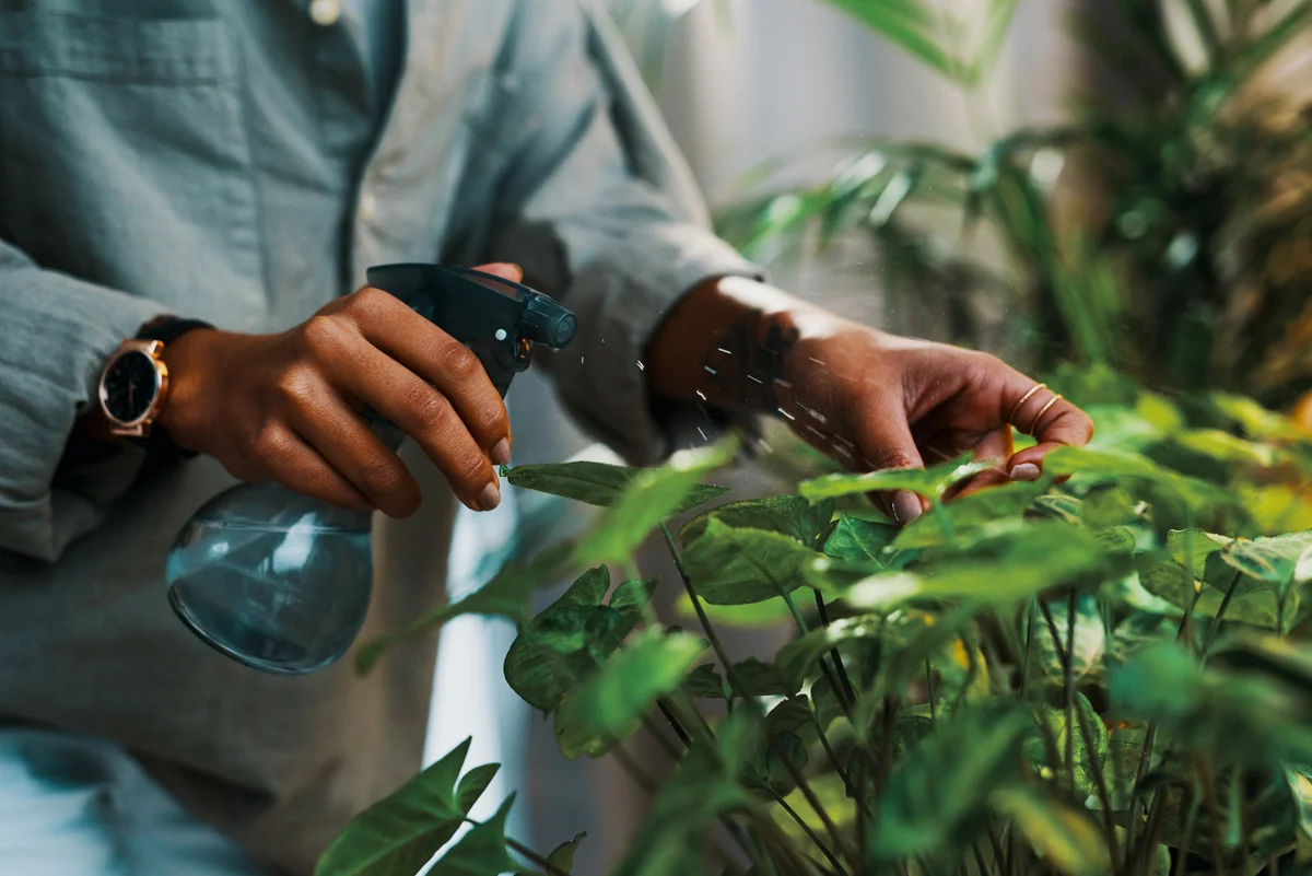 person spraying plants
