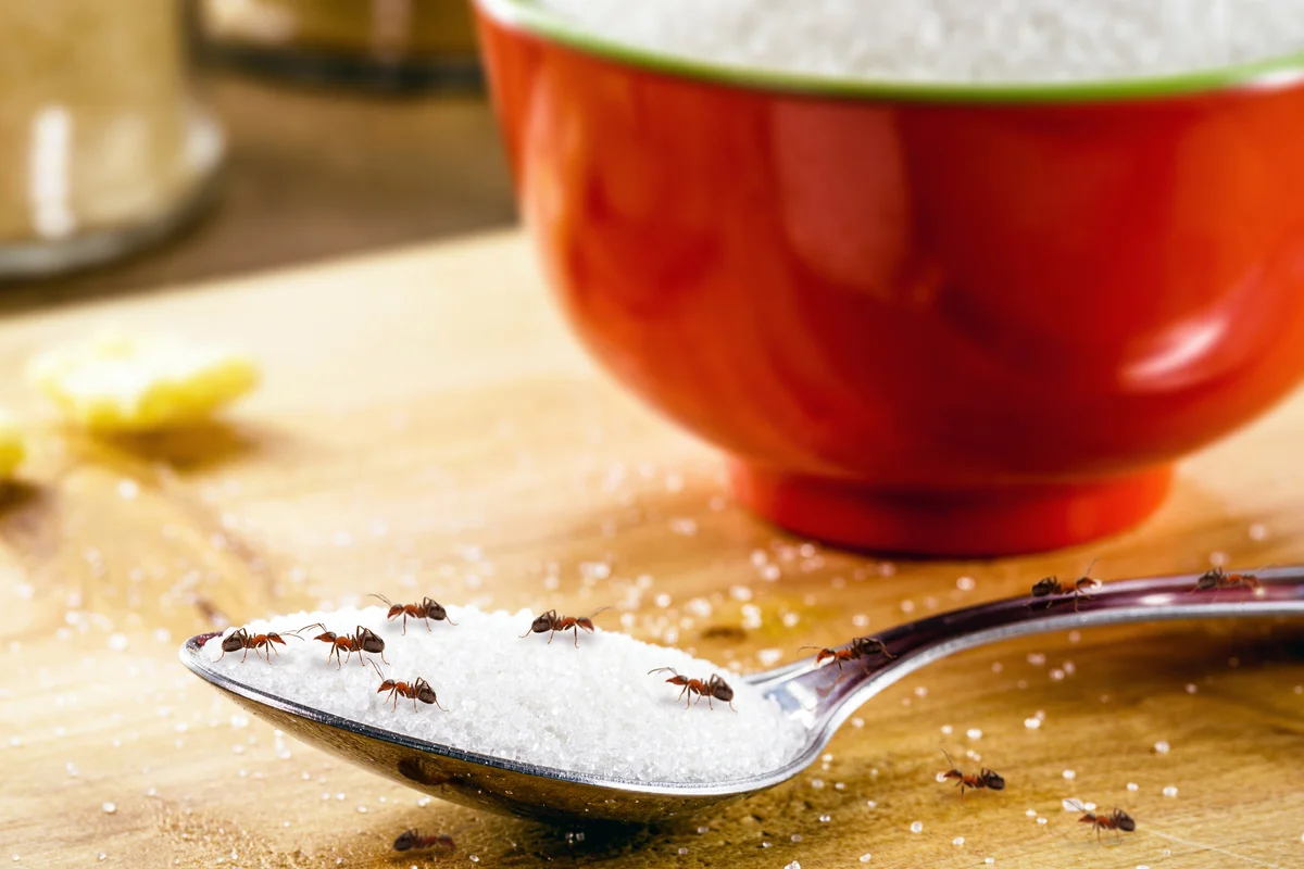 sugar ants