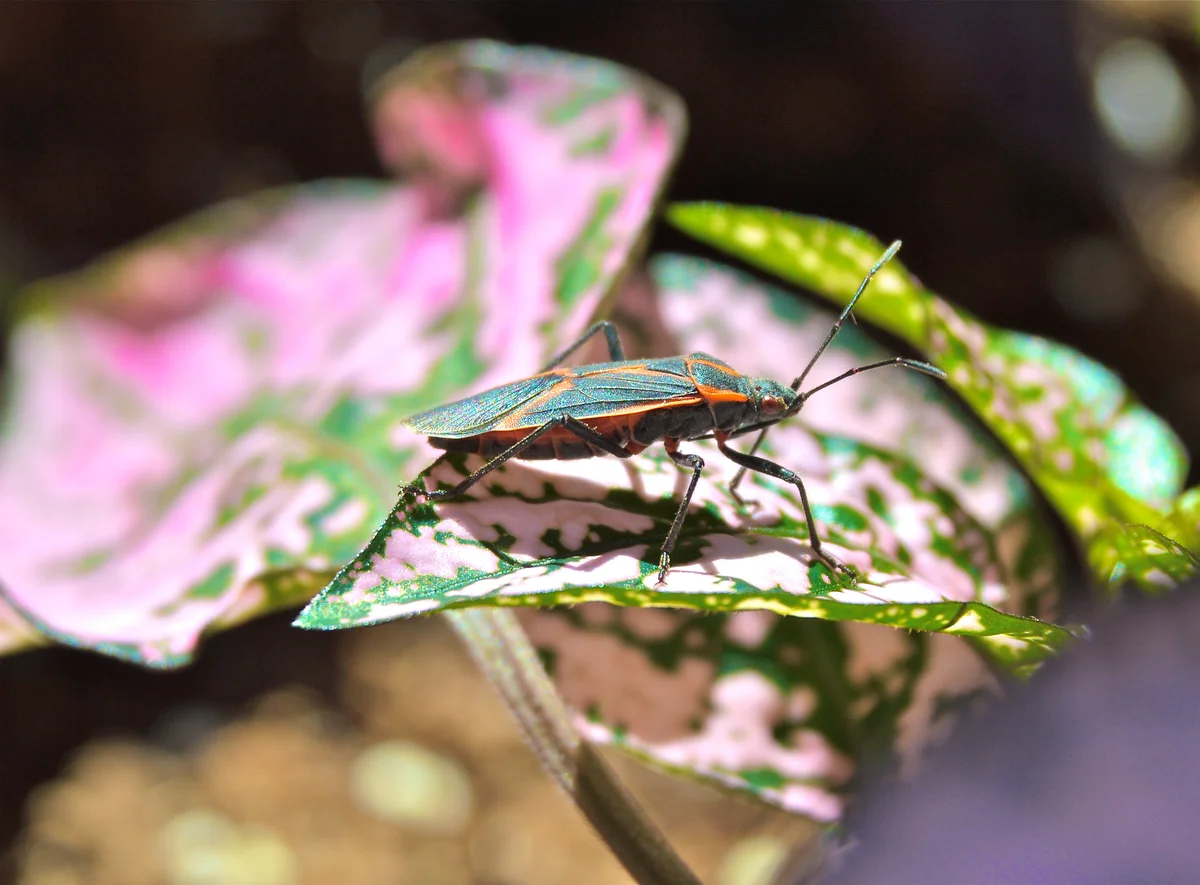 boxelder beetle on a croton leaf