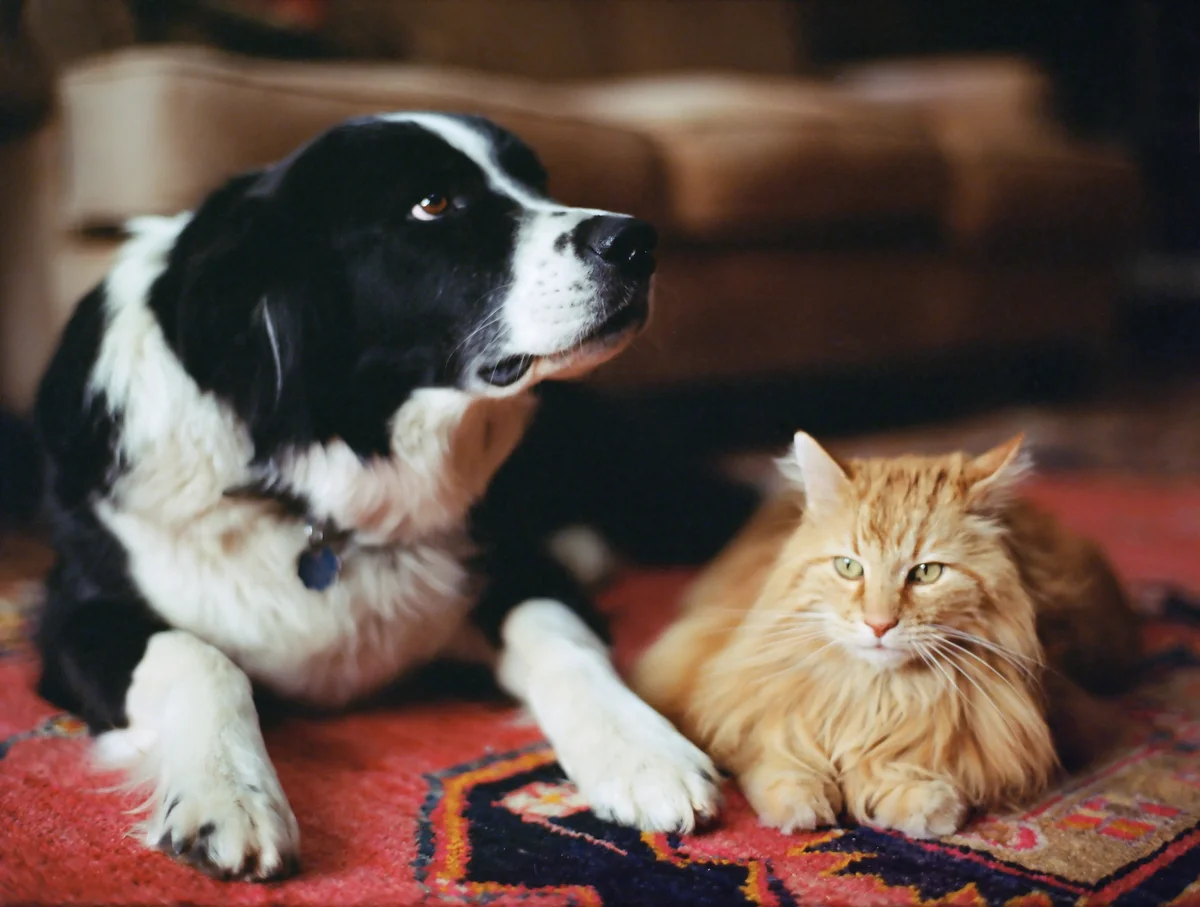 Dog and cat on a rug