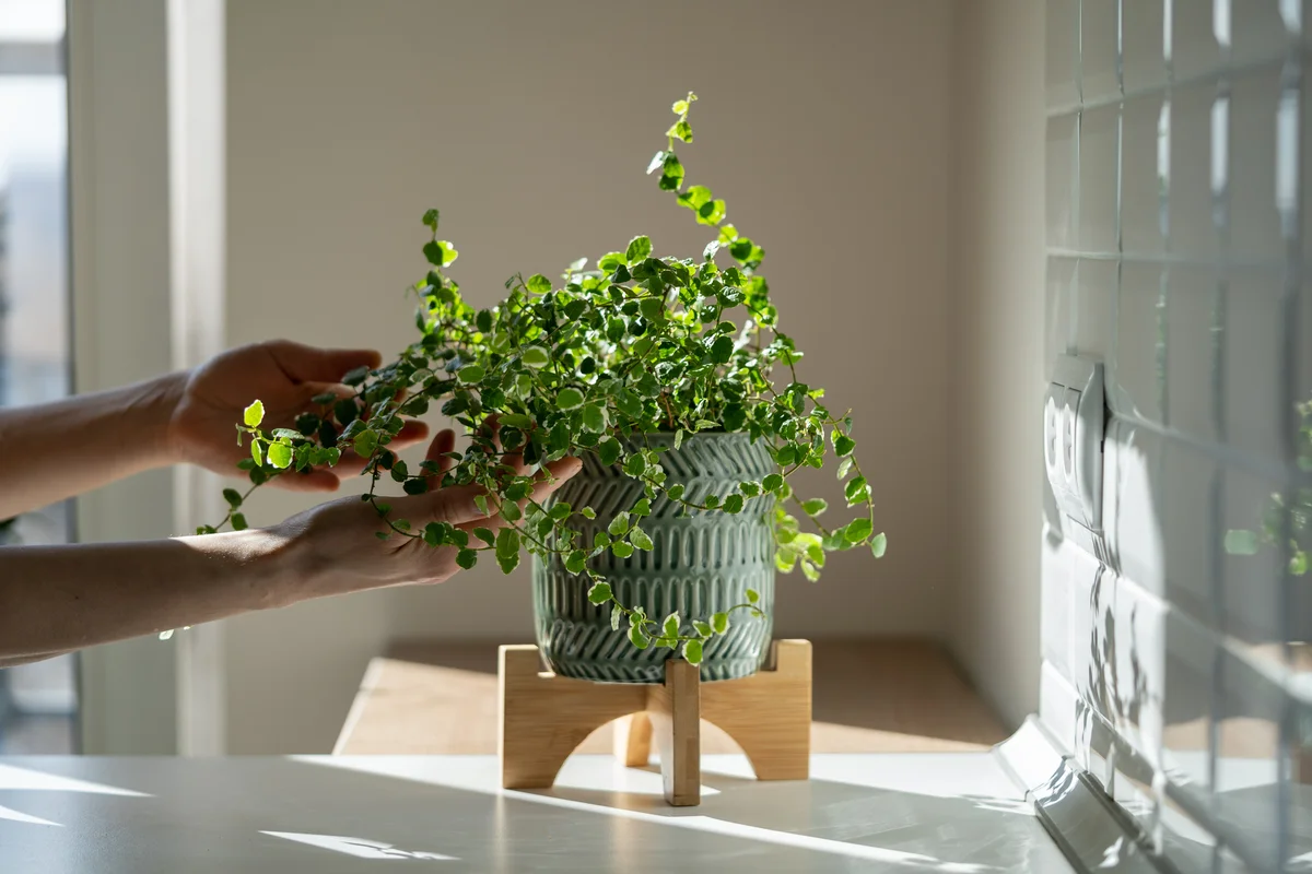 creeping fig