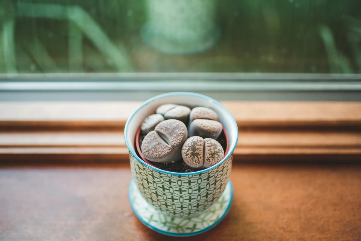 pebble plant