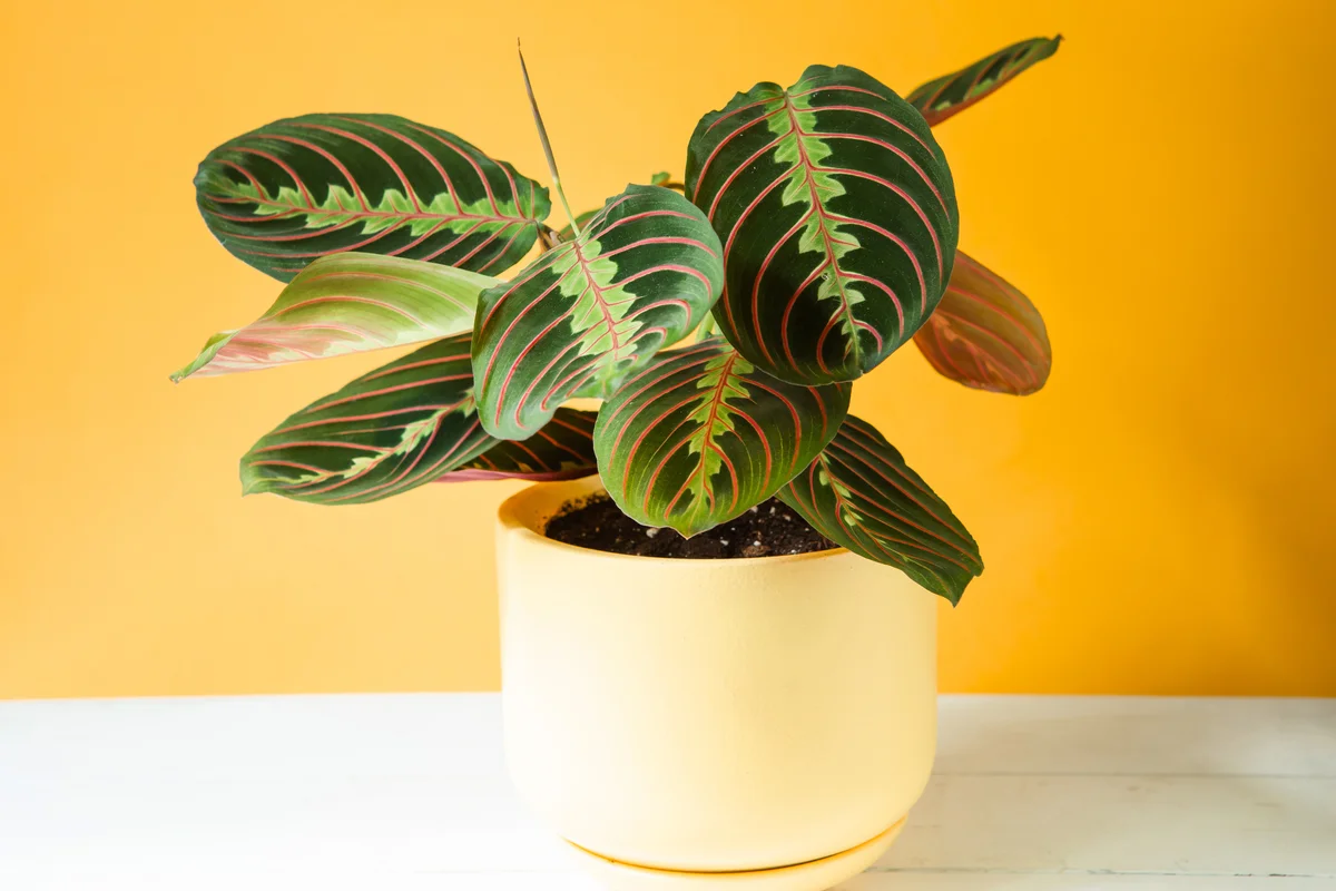 prayer plant
