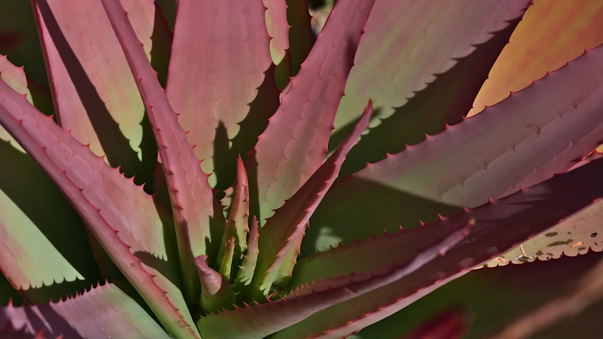 red aloe plant