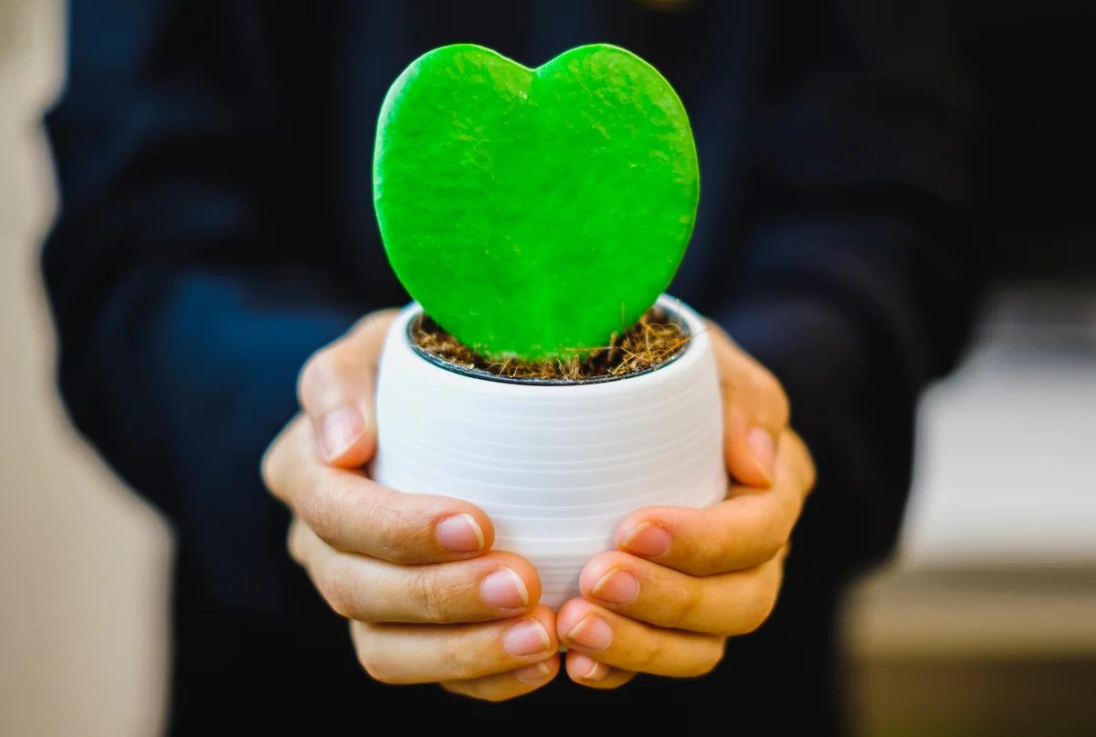 woman holding sweetheart hoya in a pot
