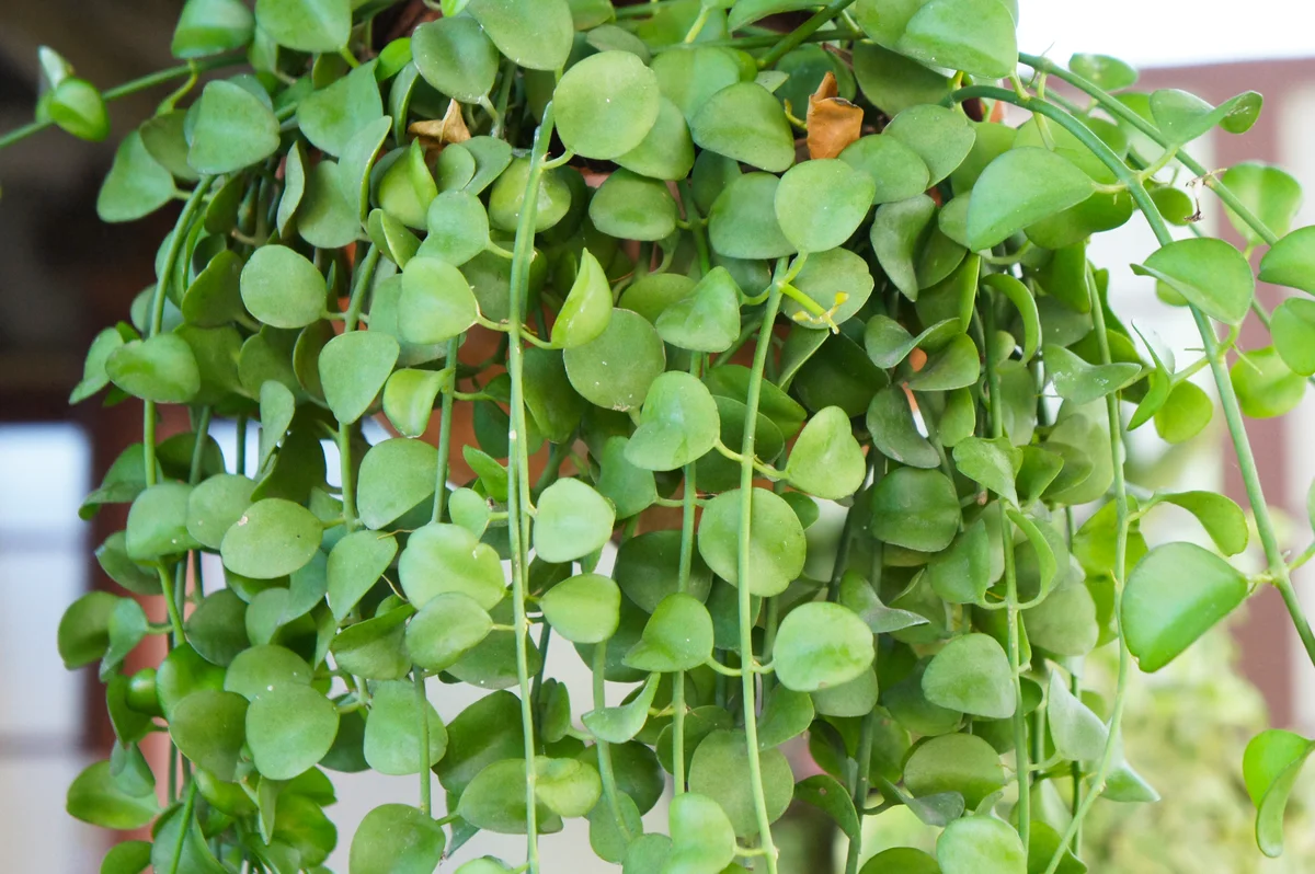 string of nickels