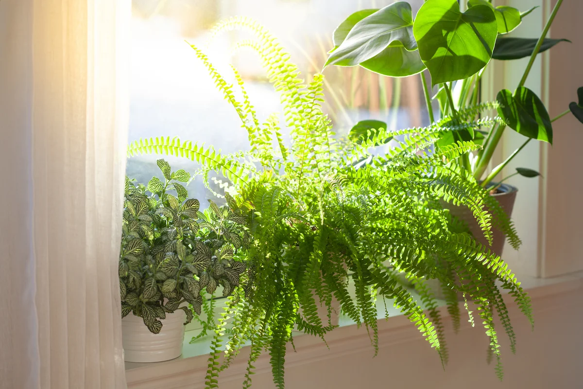 fern houseplant