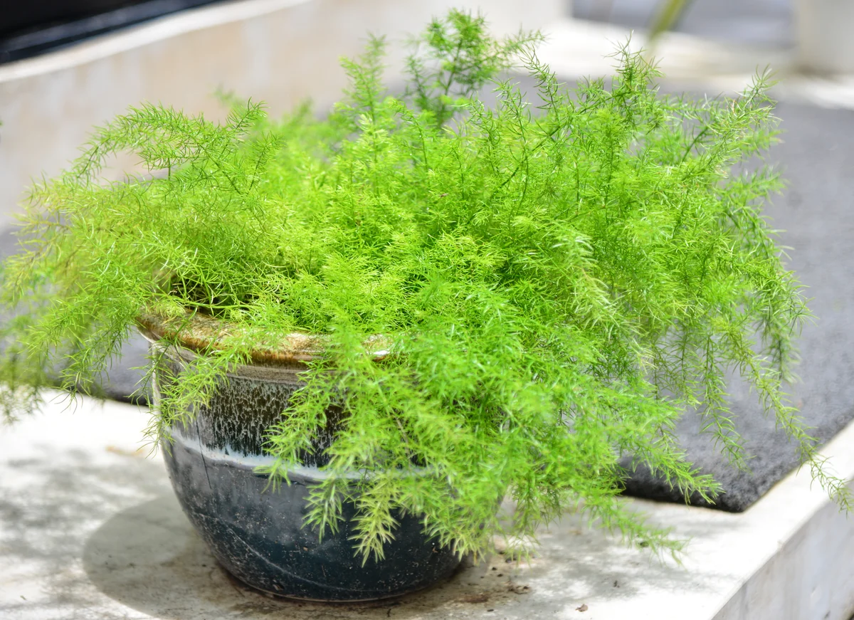asparagus fern