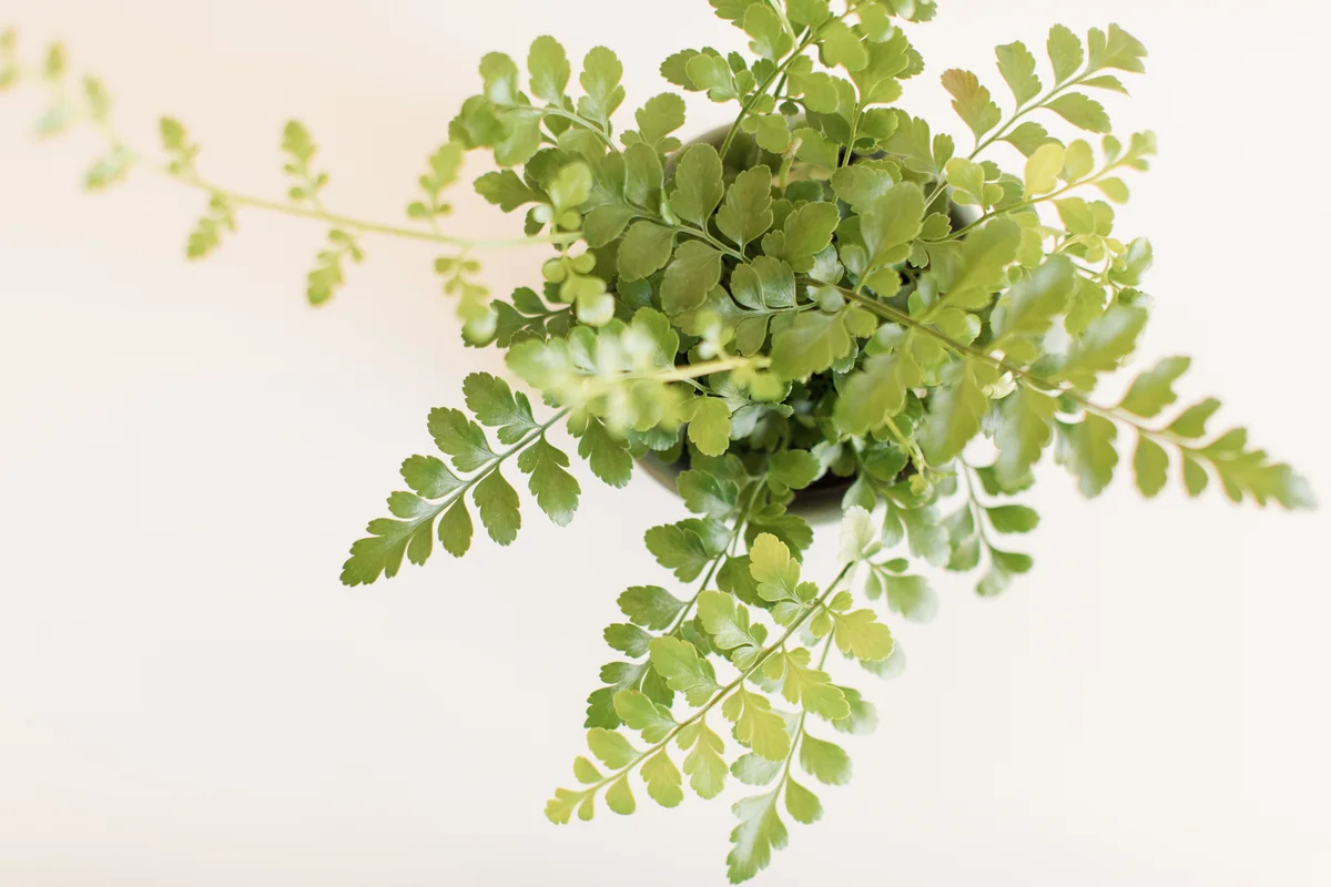 Austral gem fern