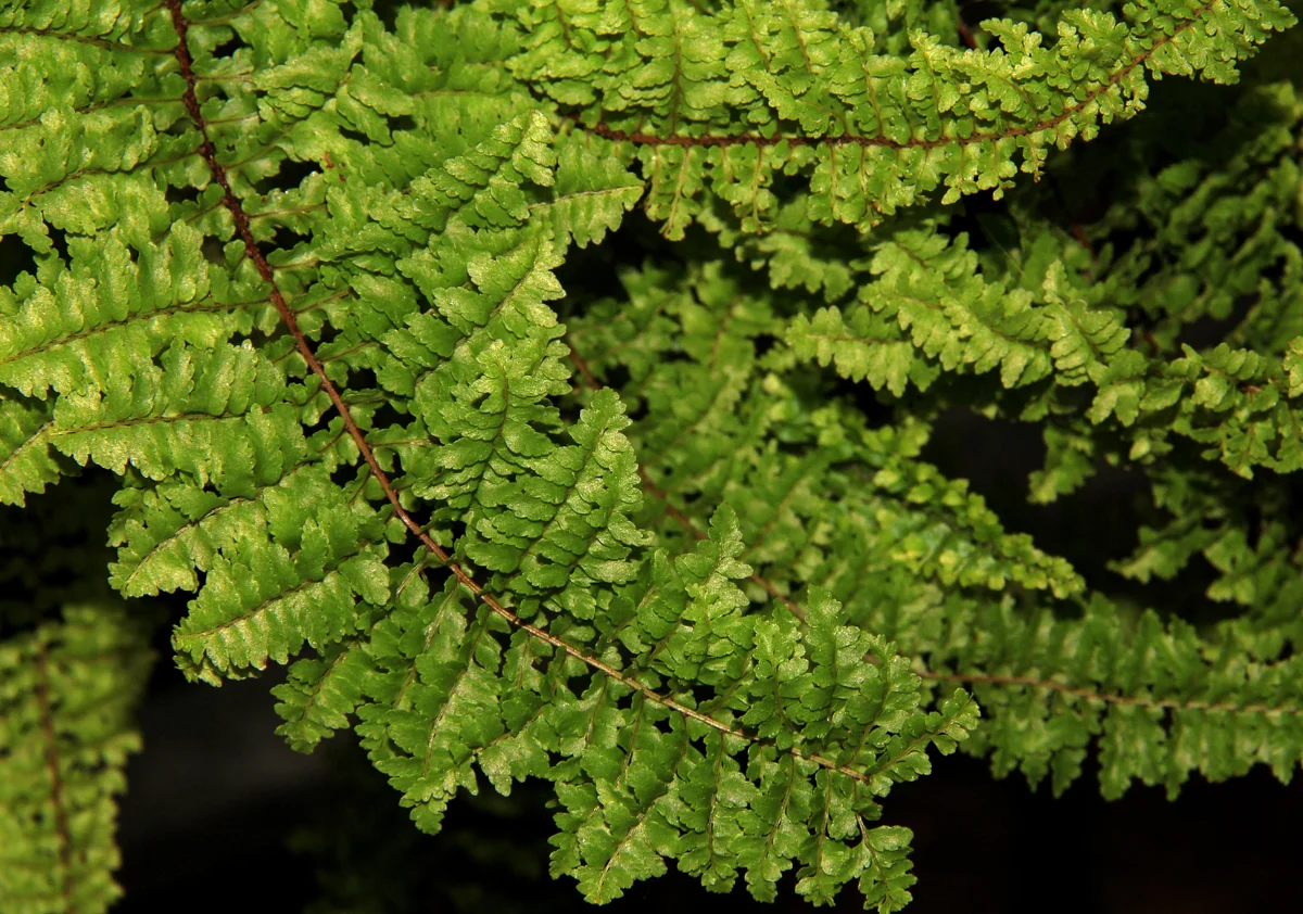 cotton candy fern