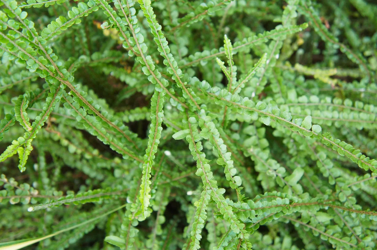 fishbone fern