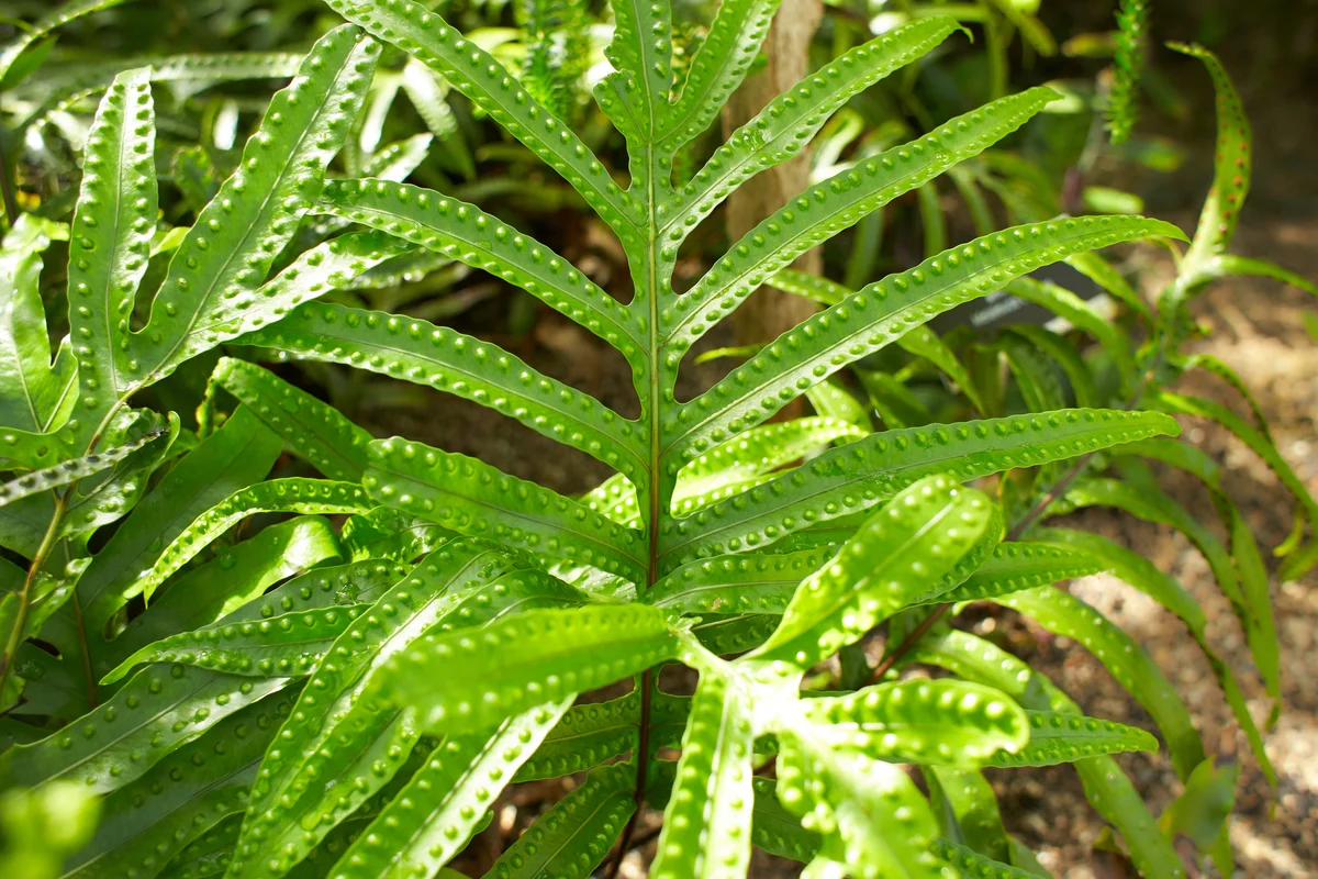 kangaroo fern