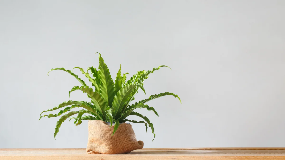 bird's nest fern