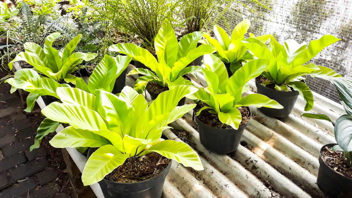 hart's tongue fern
