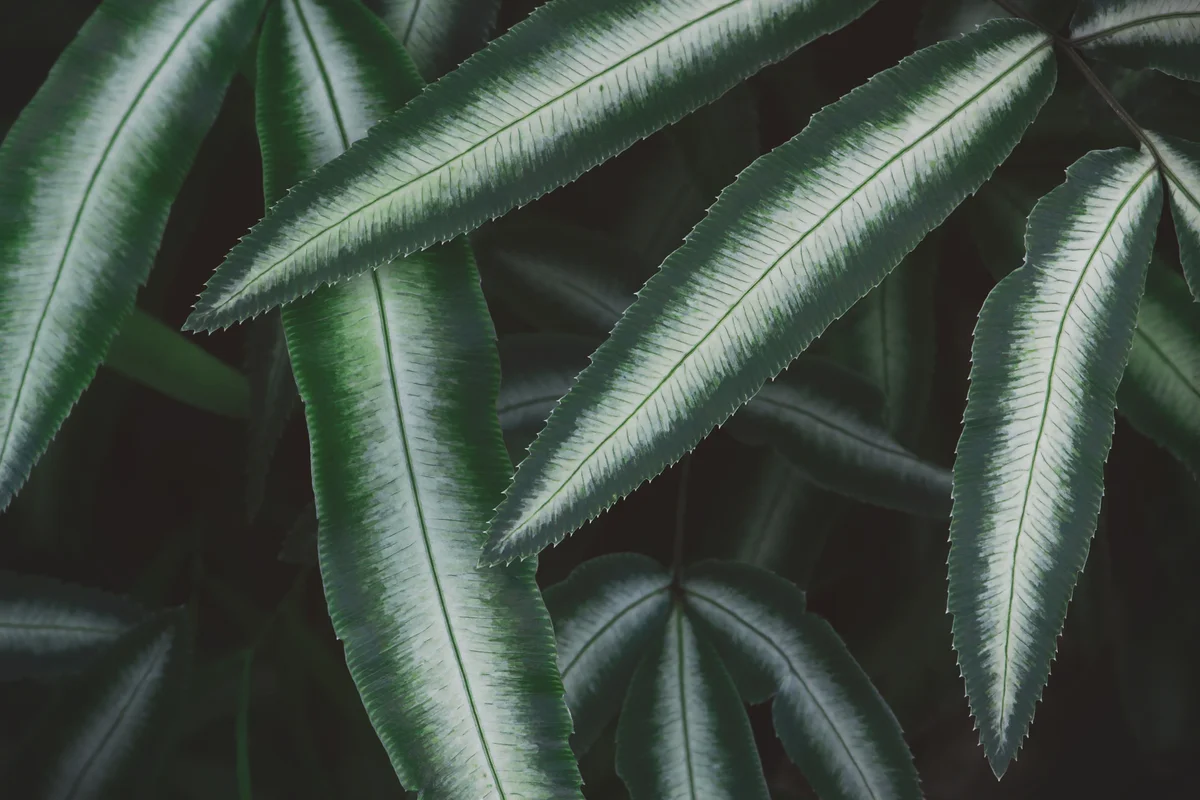 table fern