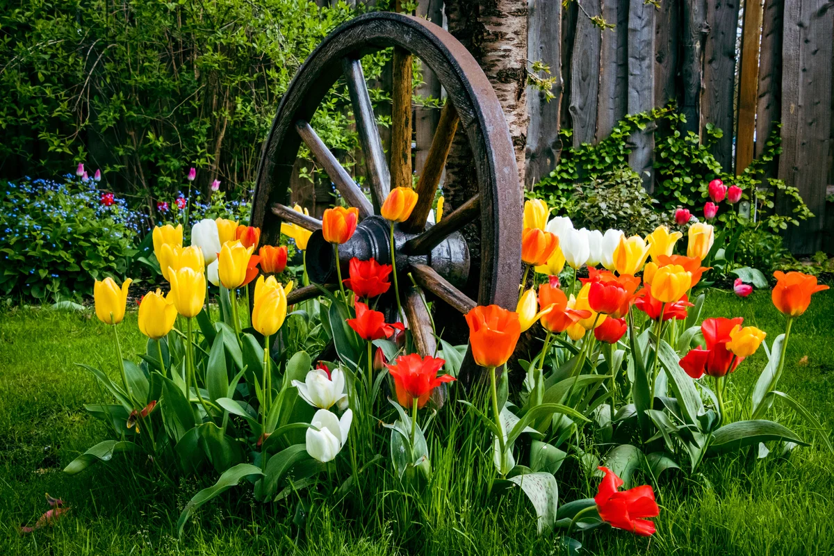 garden tulips