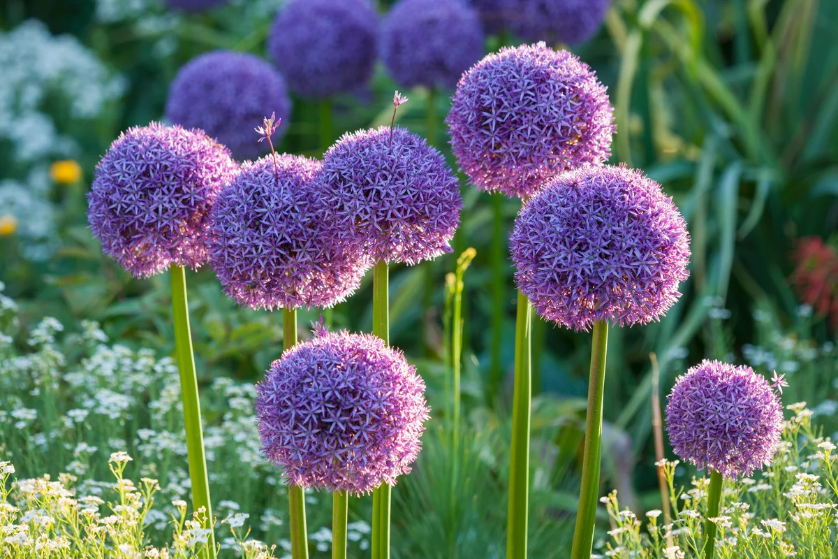 allium flowers
