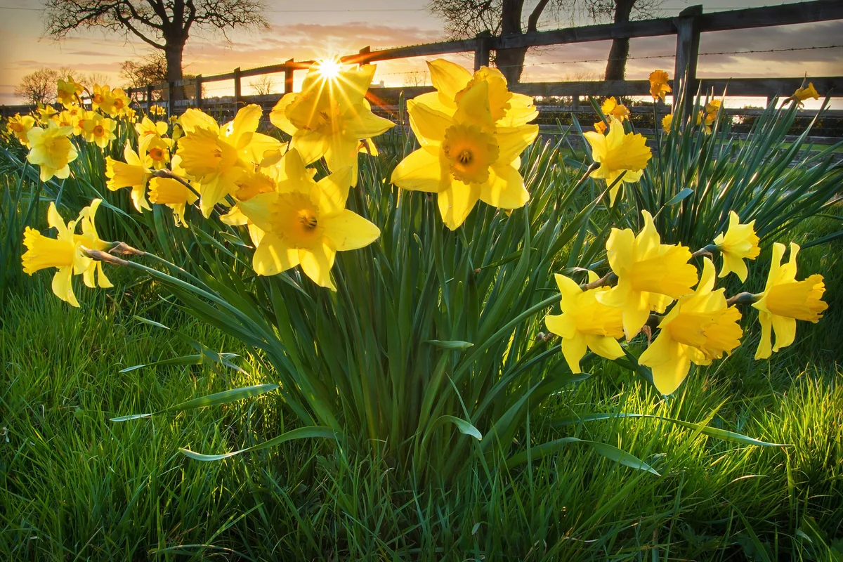 spring daffodils