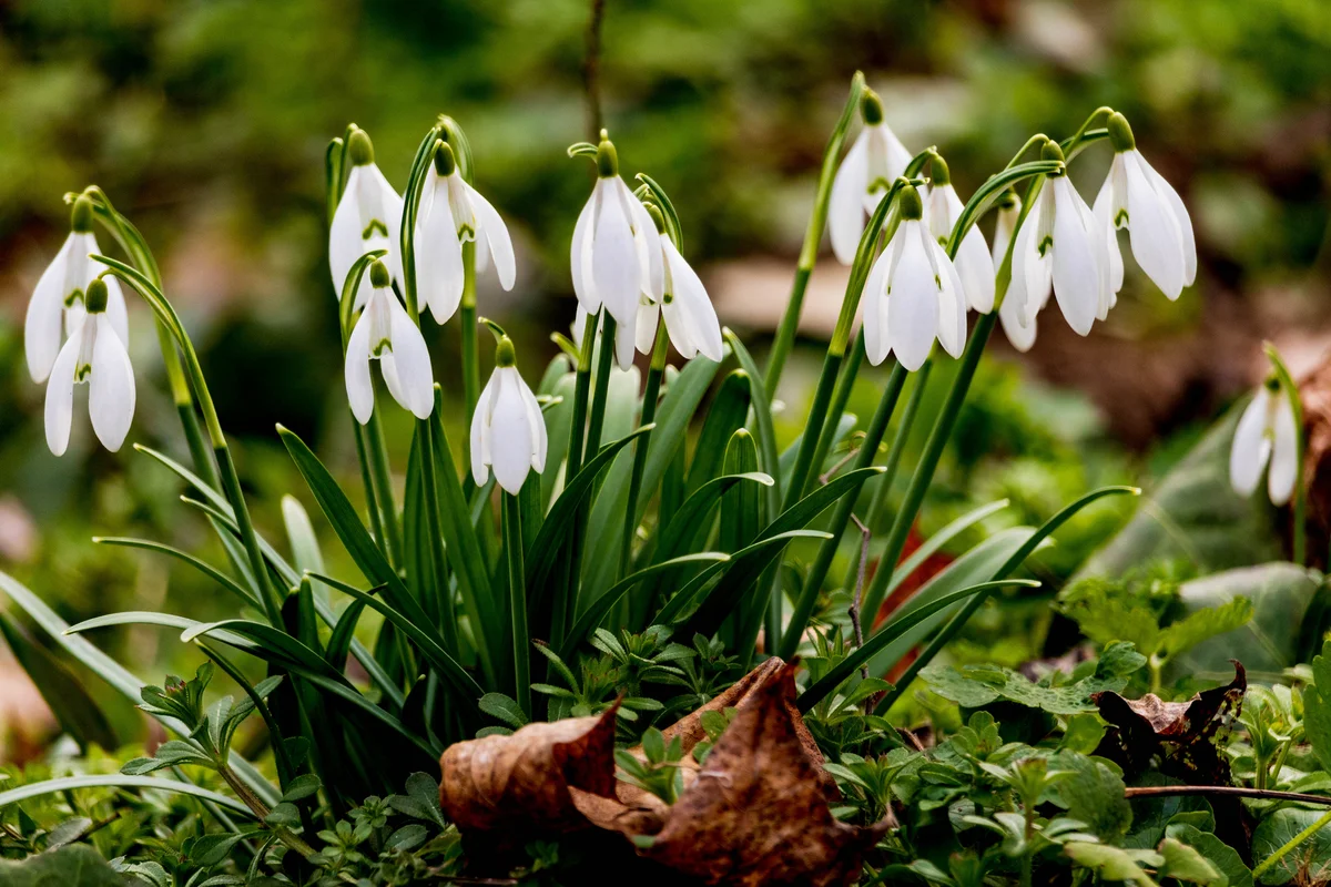 snowdrop flowers