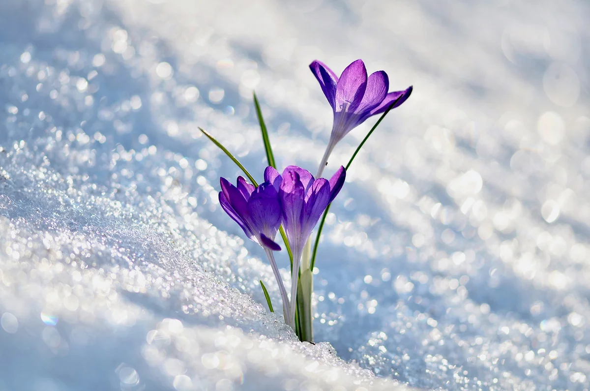 crocus growing through snow