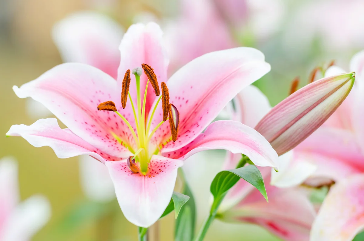 pink lily