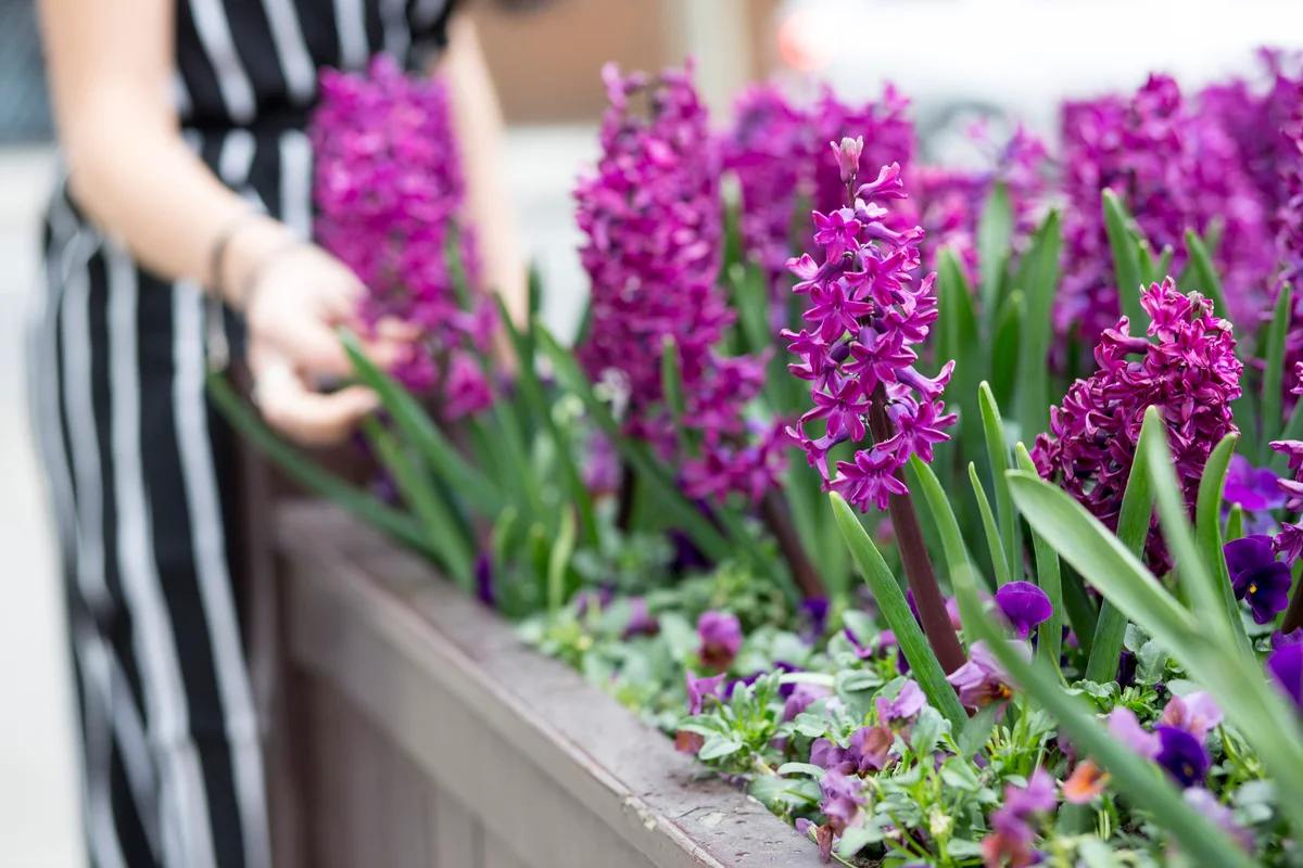 pink hyacinth