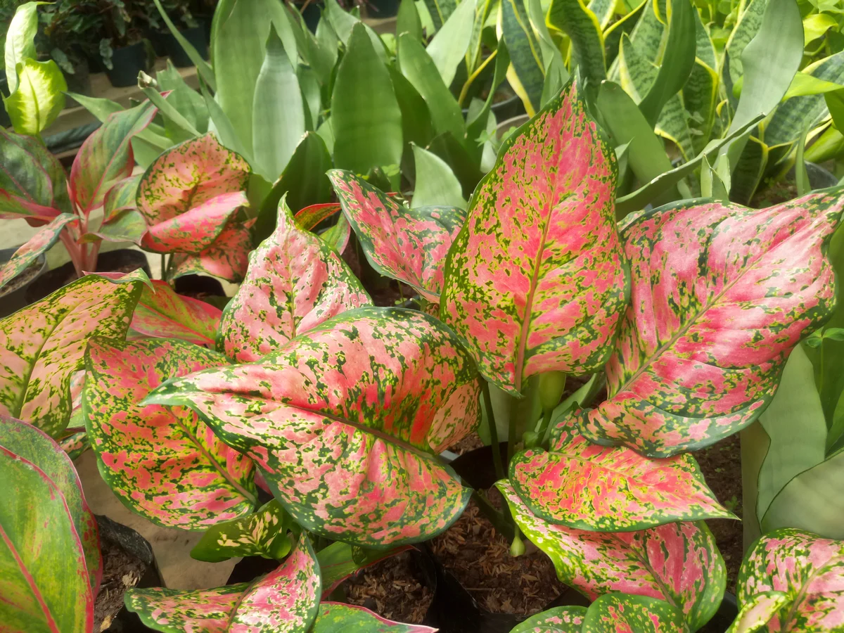 Chinese evergreen