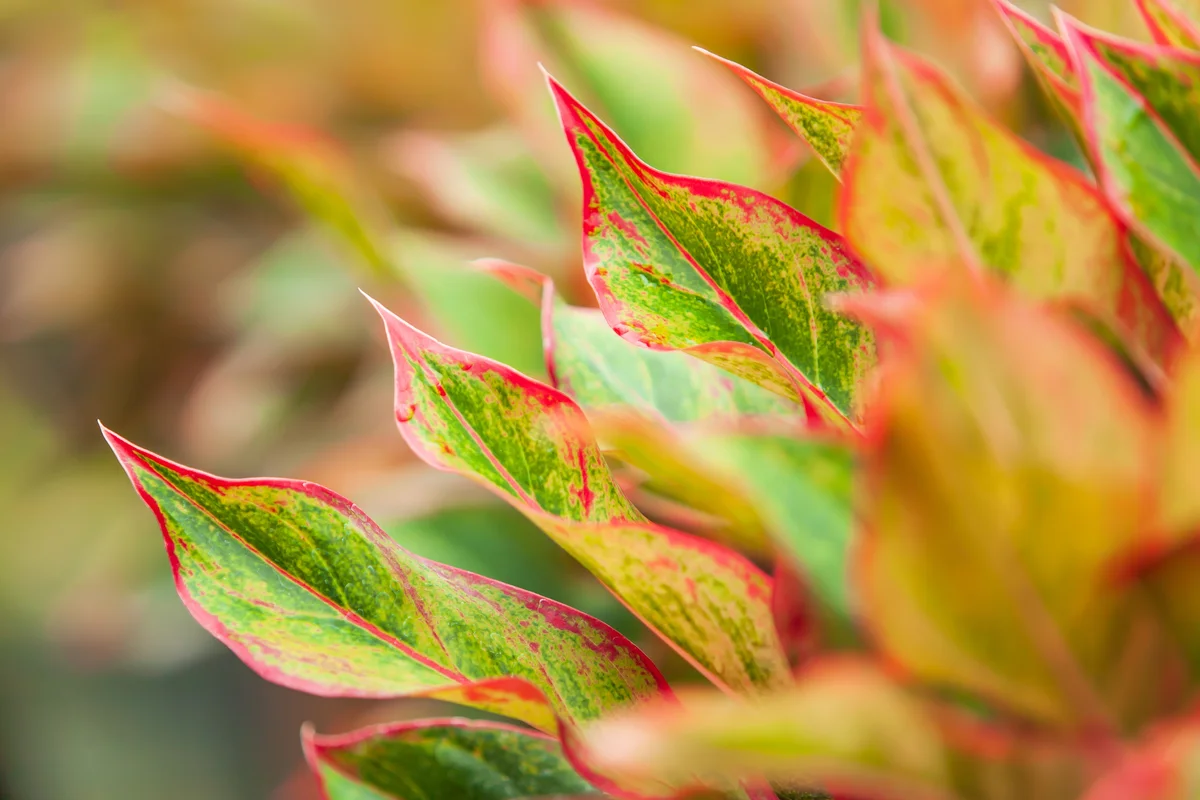 red Chinese evergreen