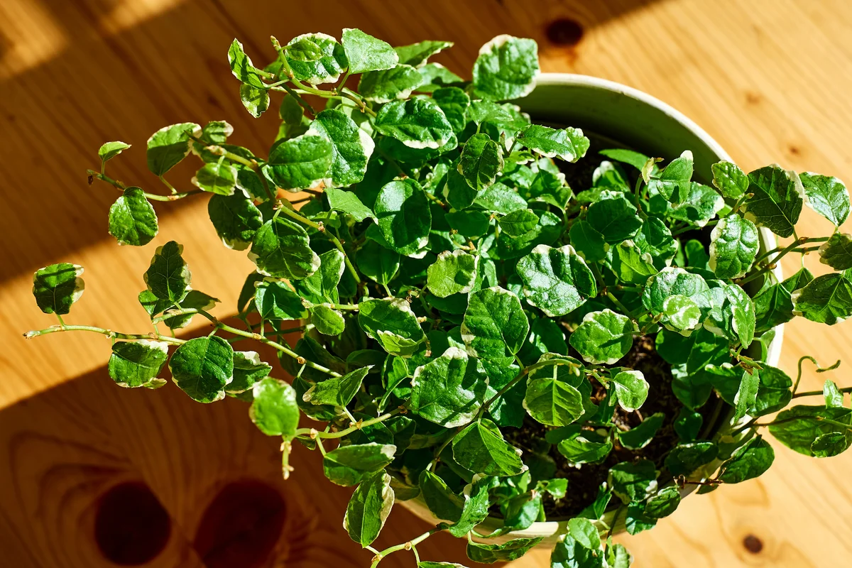 creeping fig plant
