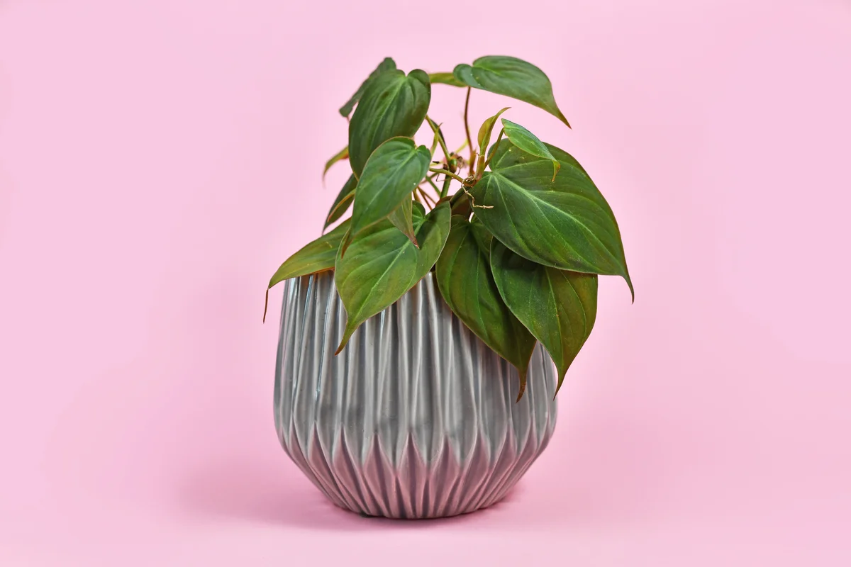 heart leaf philodendron