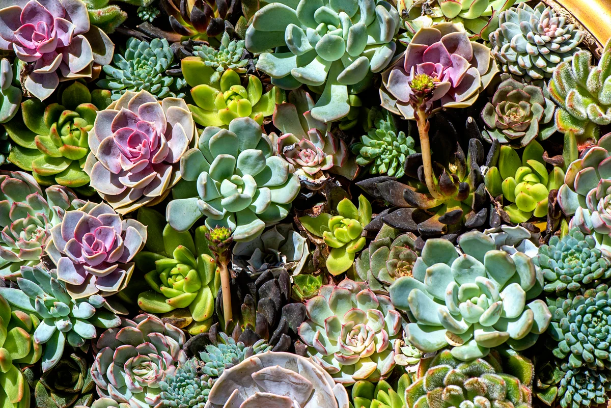 succulents