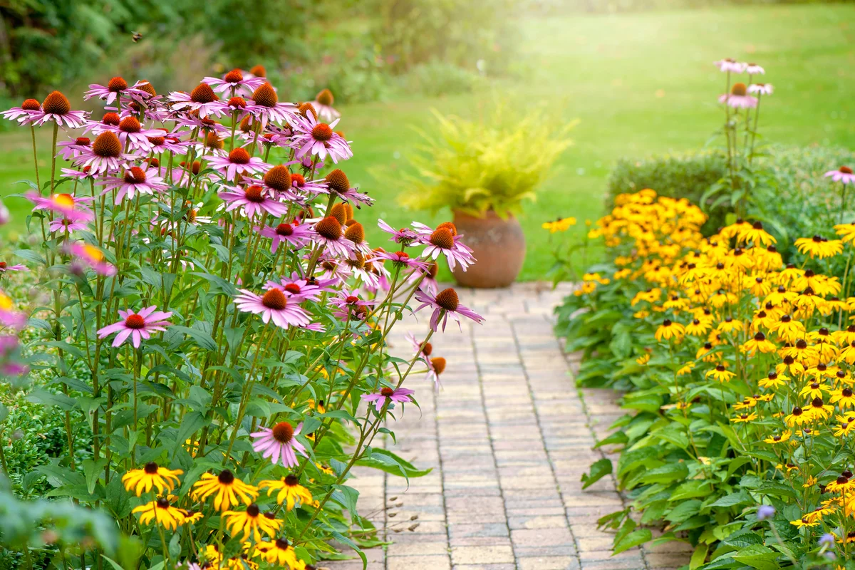 coneflowers and cosmos