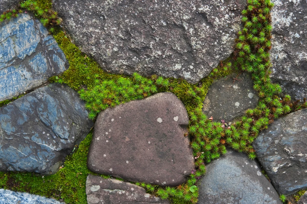 stepping stones and moss