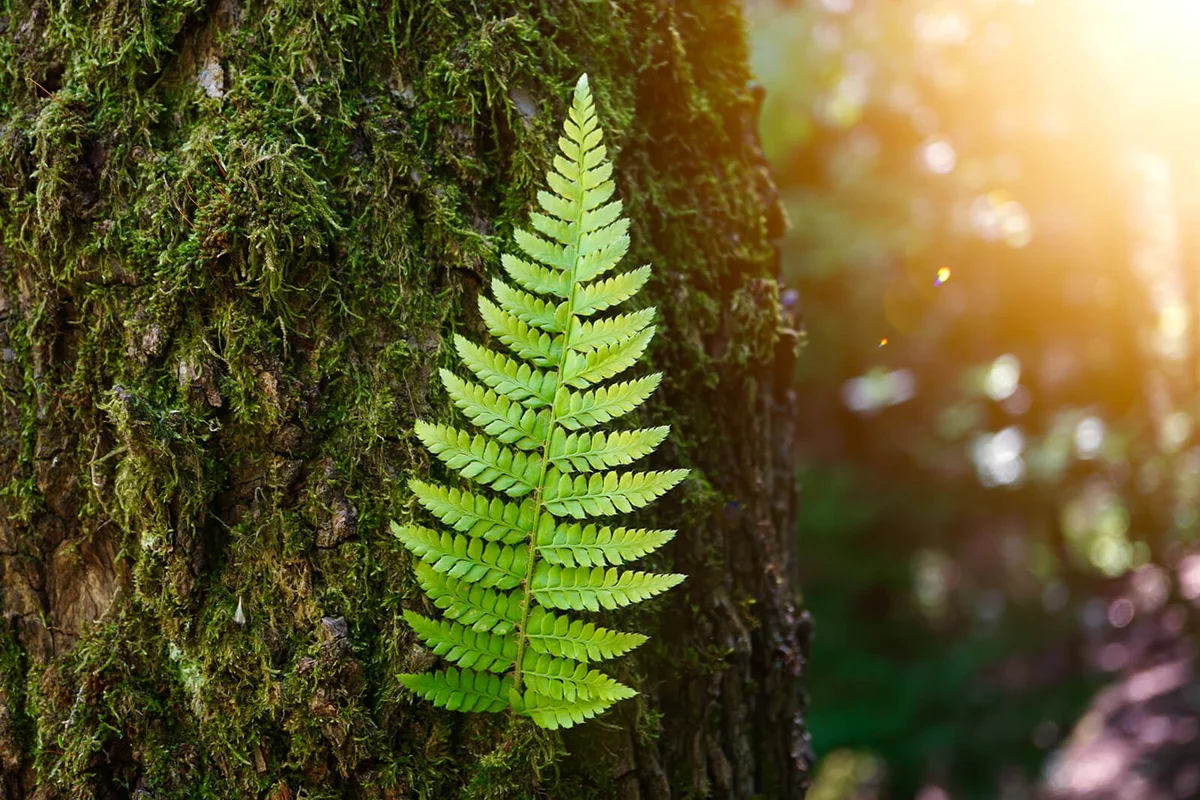 Green Fern Plant Leaf Textured In Summer In The Nature