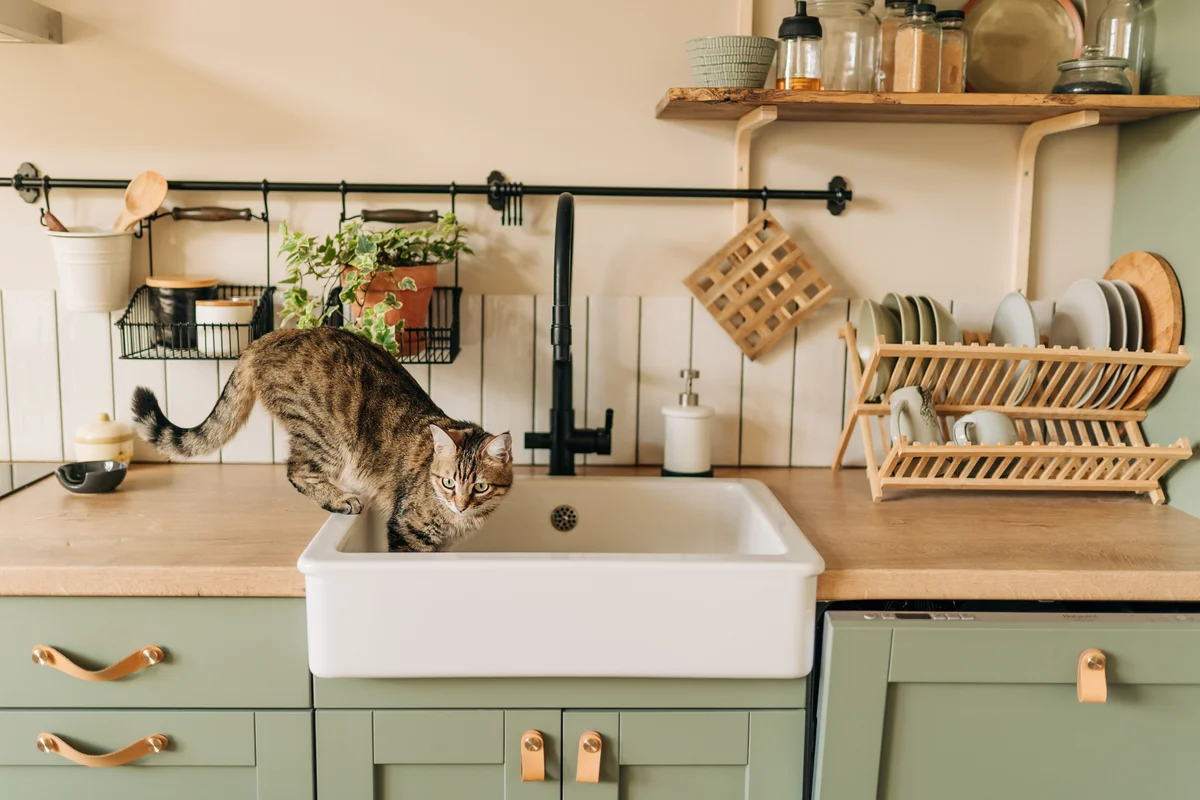 cat in a sink