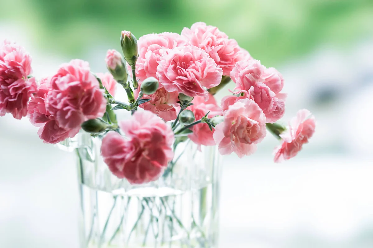 Pink carnation flowers