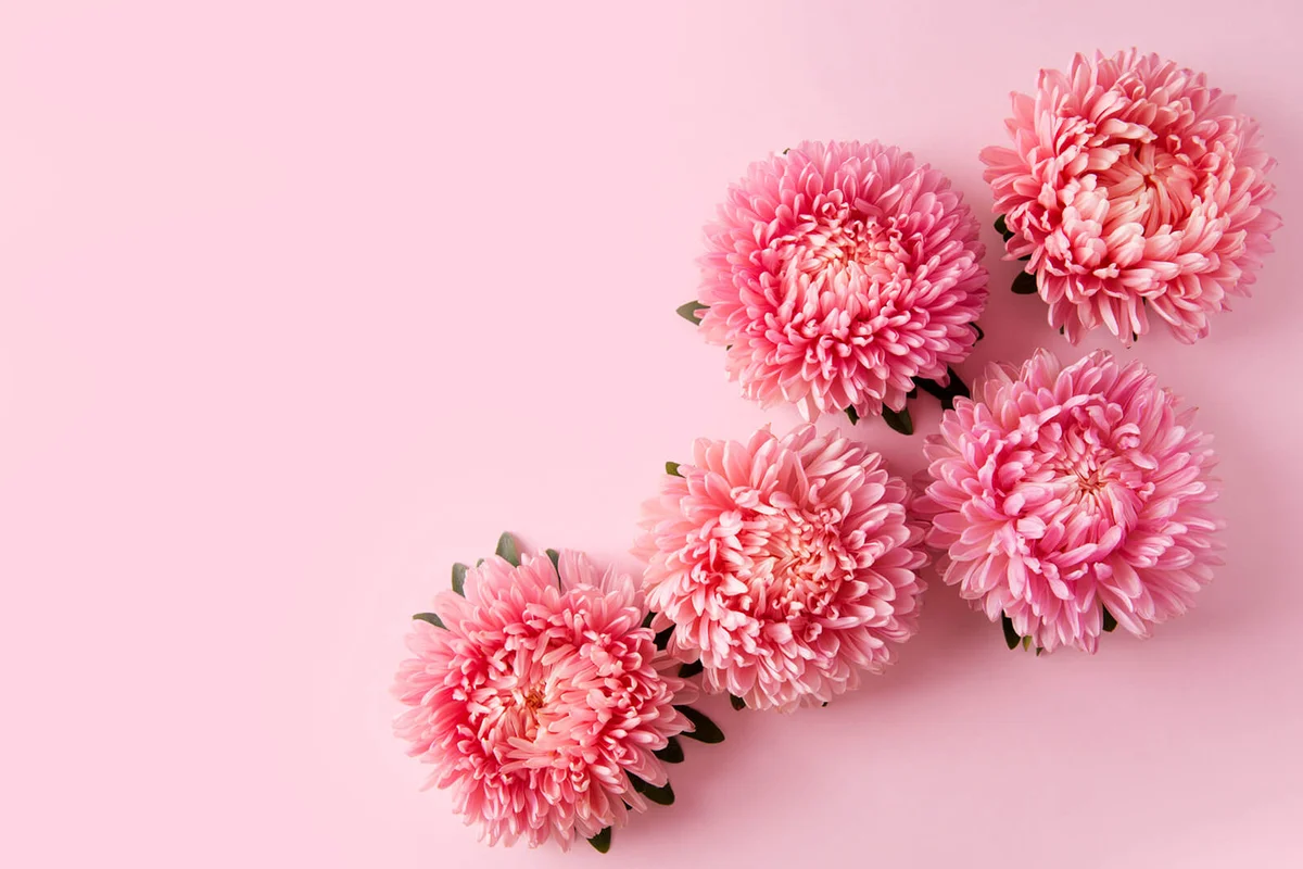 Chrysanthemum flowers