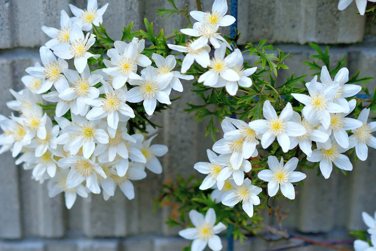 Clematis Flower