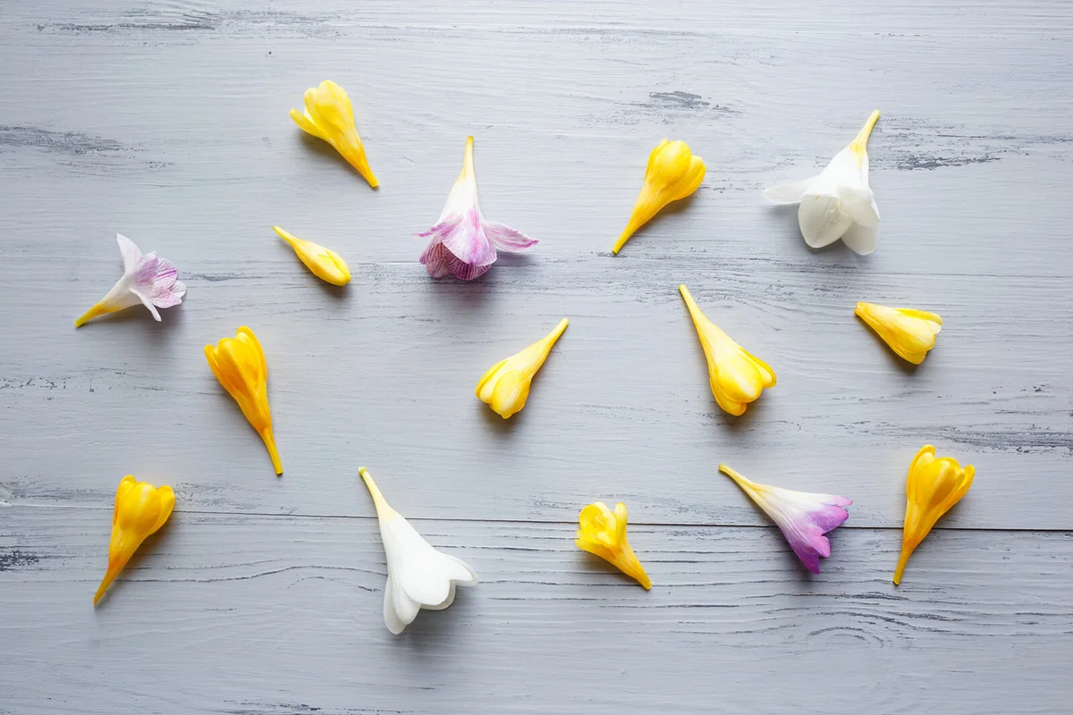 Yellow purple and white freesia flowers