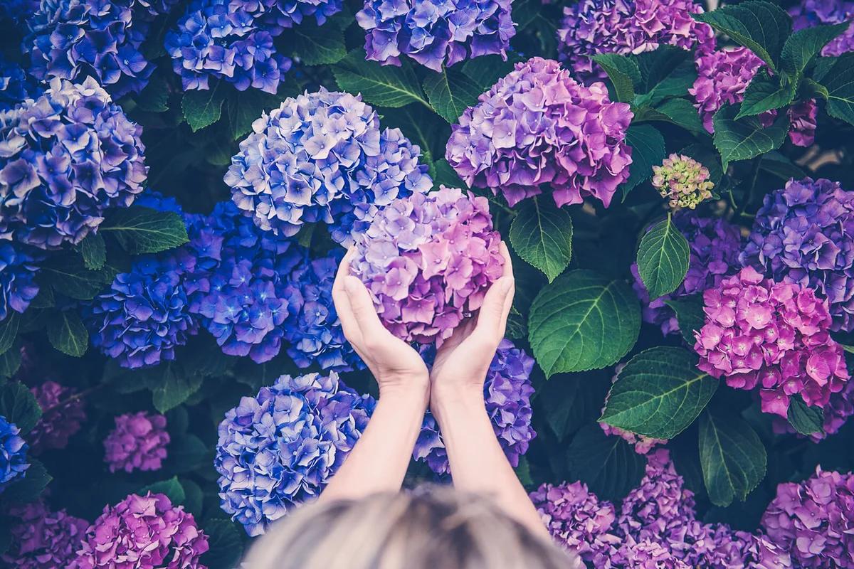 Woman Holding Purple Flower