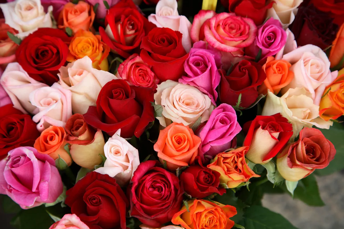 Roses for Sale at Flower Market