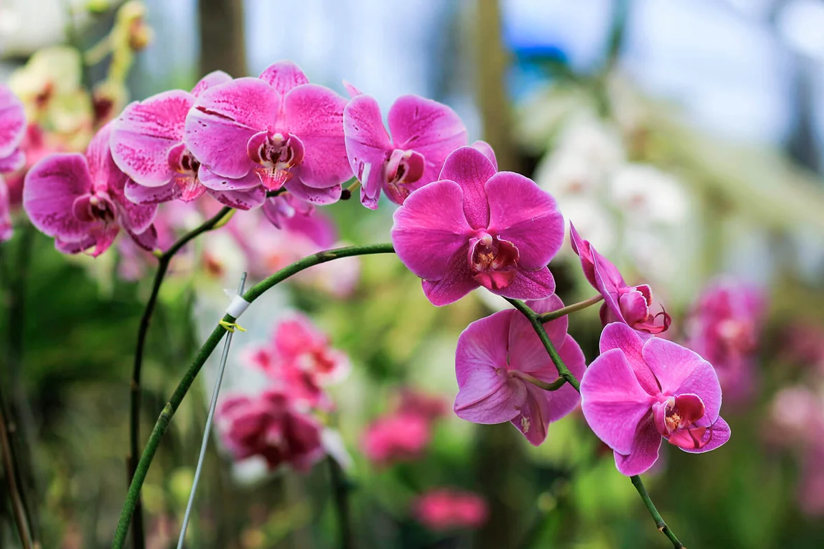 Moth Orchid