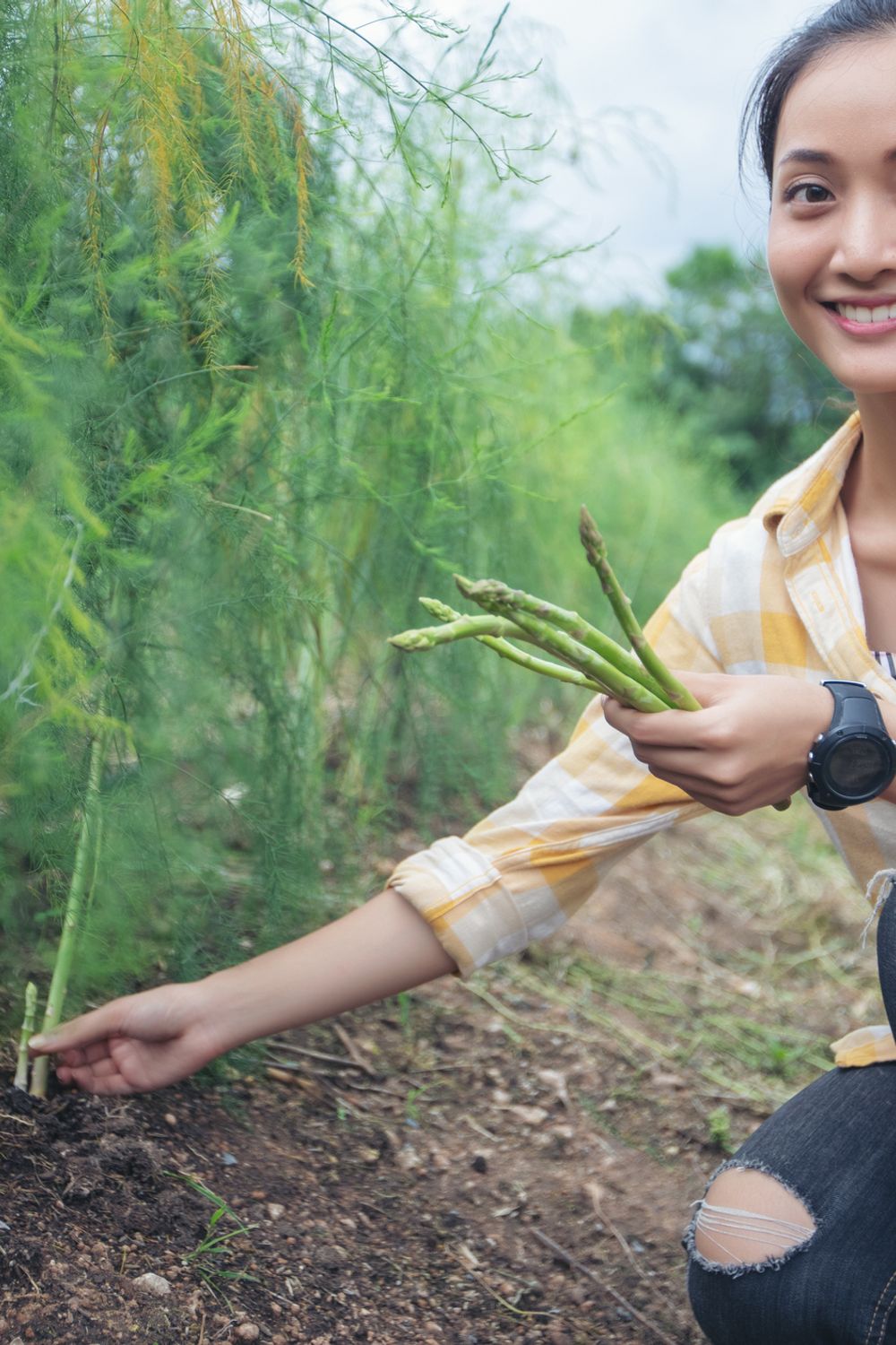 The 9 Asparagus Companion Plants Every Gardner Should Know