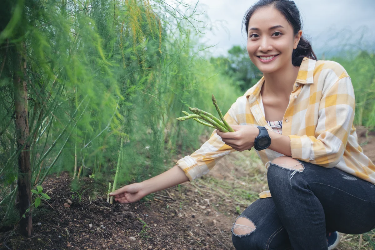 woman picking asparagus