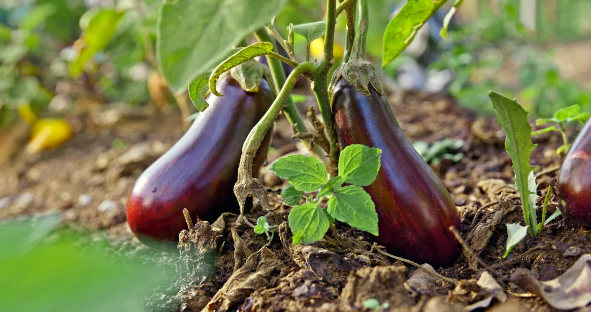 eggplant in the garden