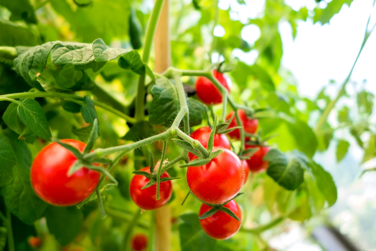 tomato vine