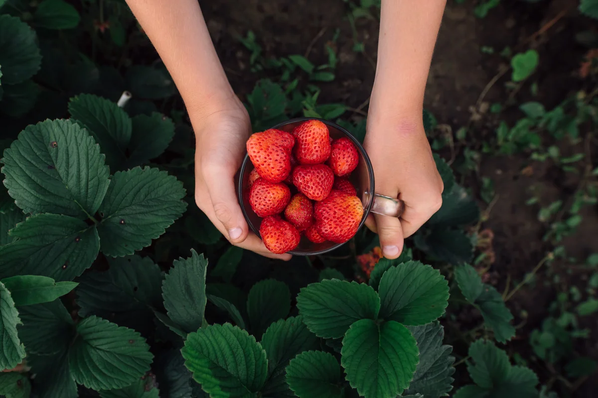 strawberry plants