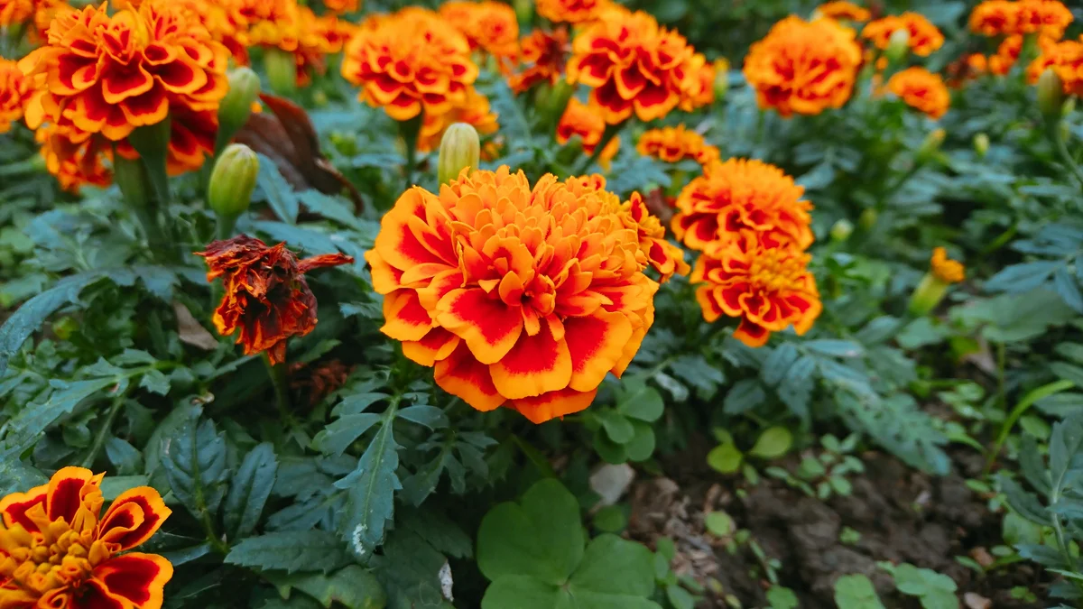 marigolds in the garden