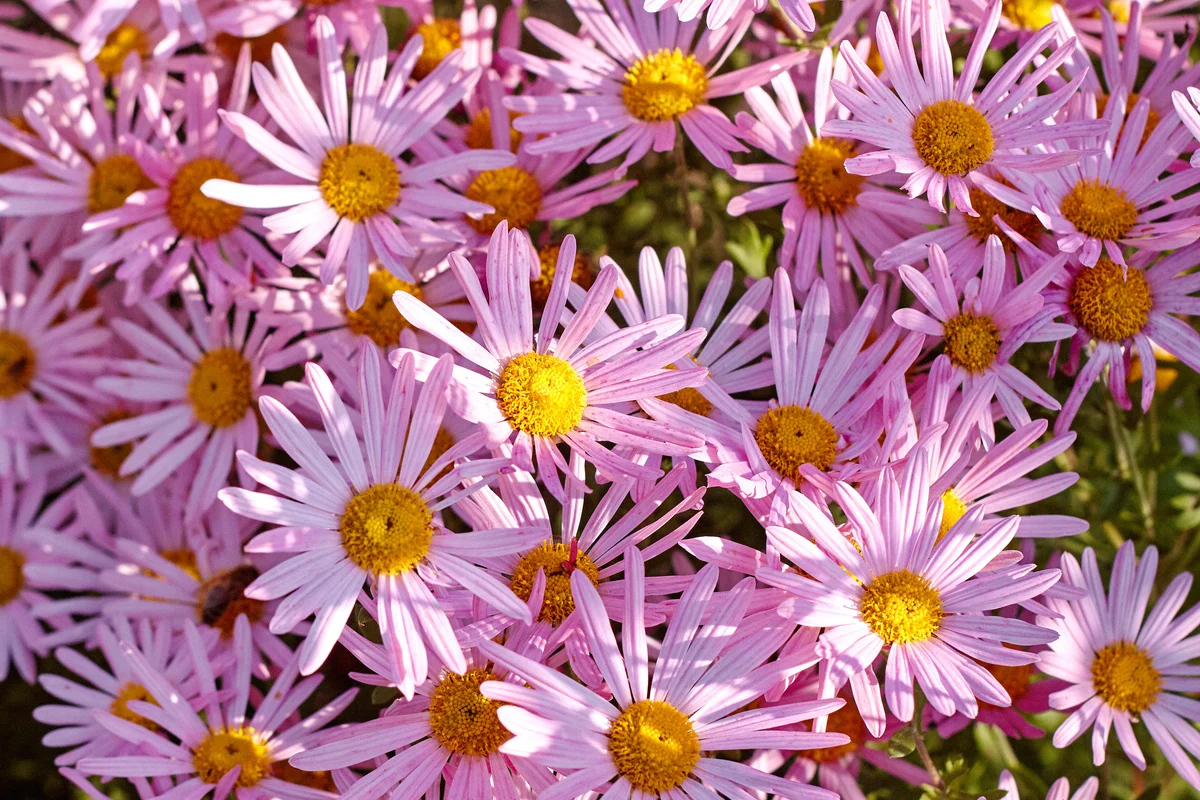 asters in the garden