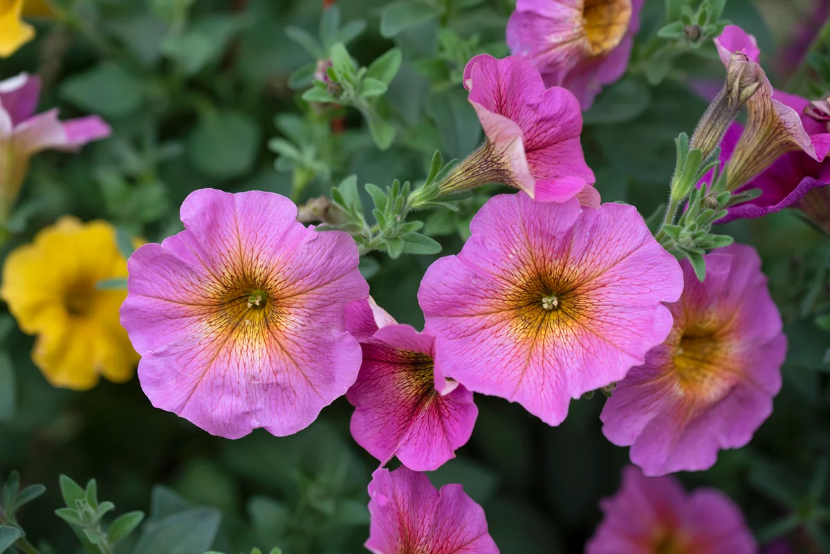 petunias in the garden